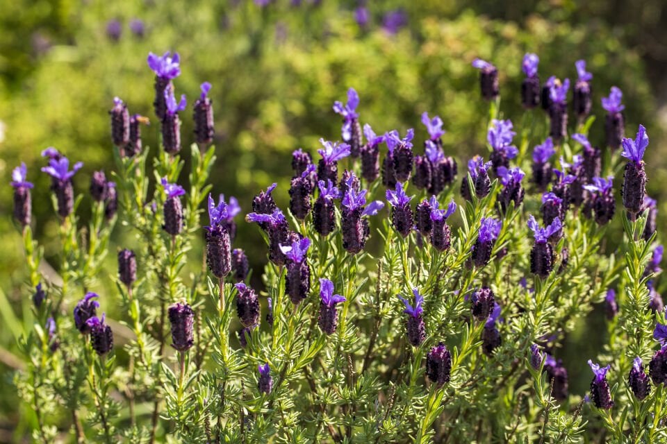 Ortaboy züfa / tarhana otu fidesi