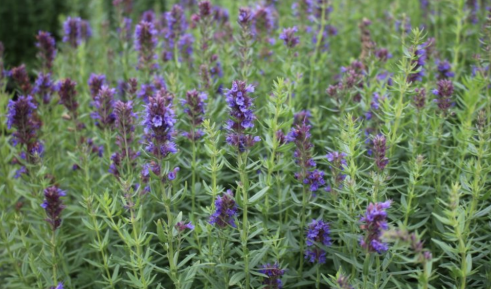 Ortaboy züfa / tarhana otu fidesi