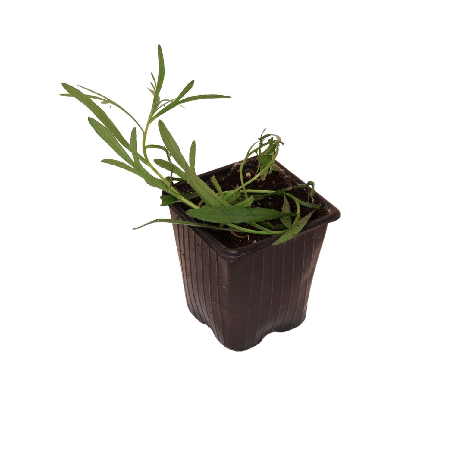 Ortaboy tarhun otu fidesi