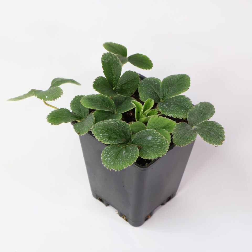 Ortaboy aroma yediveren çileği fidesi