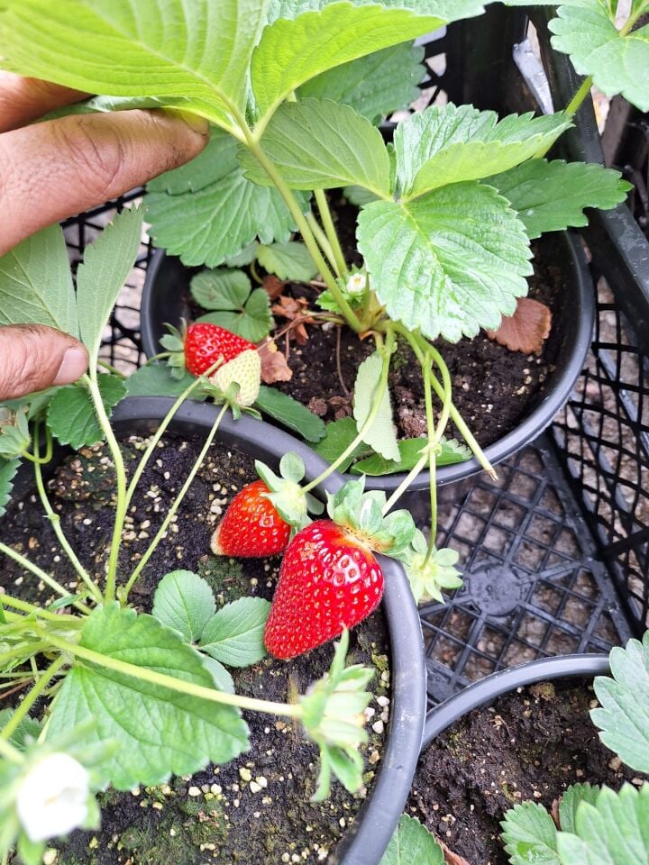 Ortaboy aroma yediveren çileği fidesi