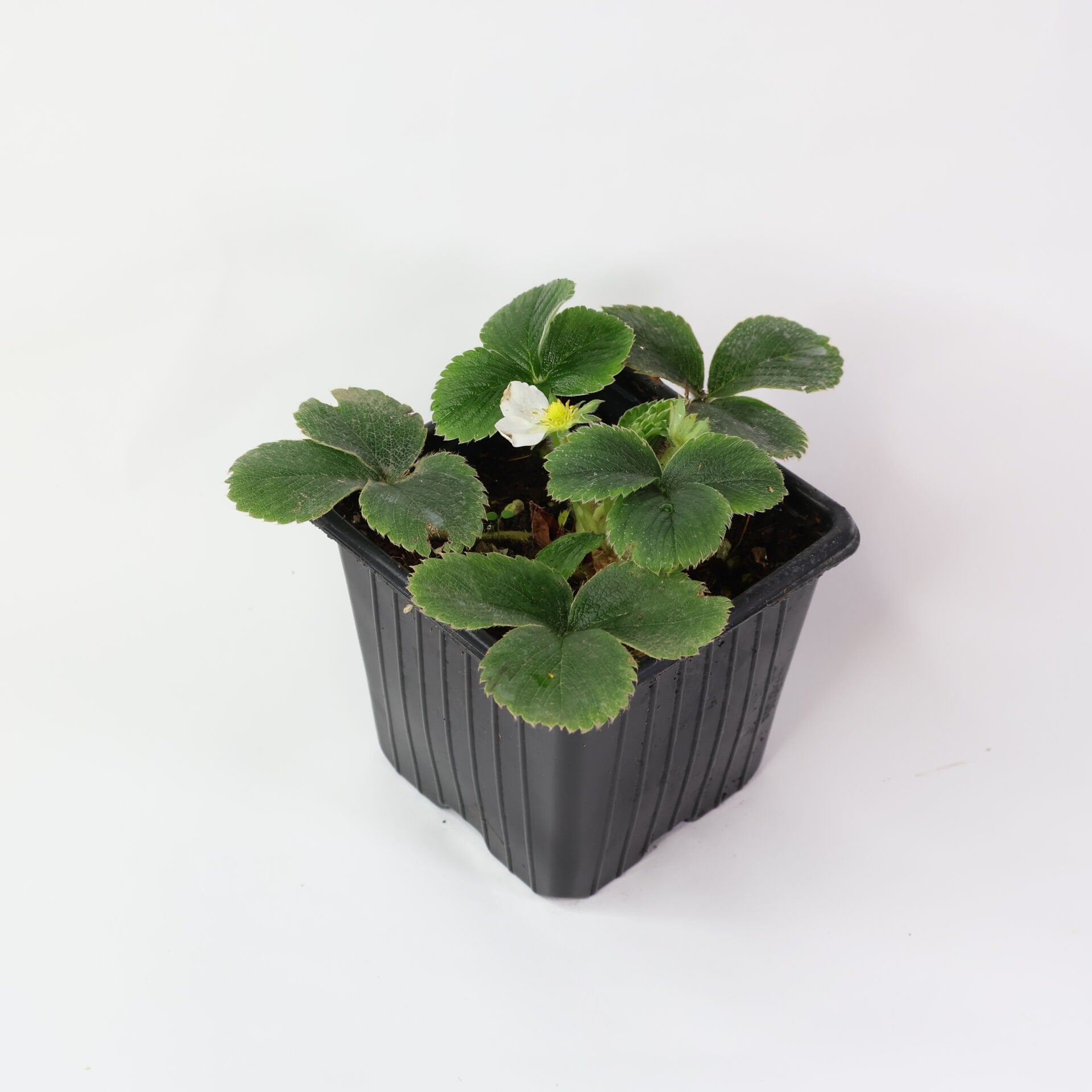 Ortaboy Osmanlı çileği fidesi