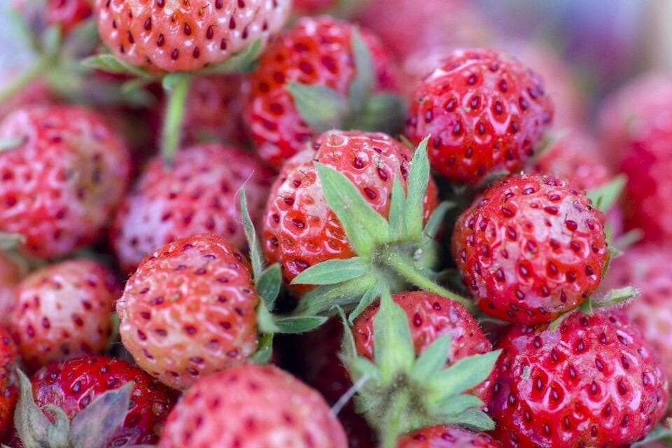 Ortaboy Osmanlı çileği fidesi