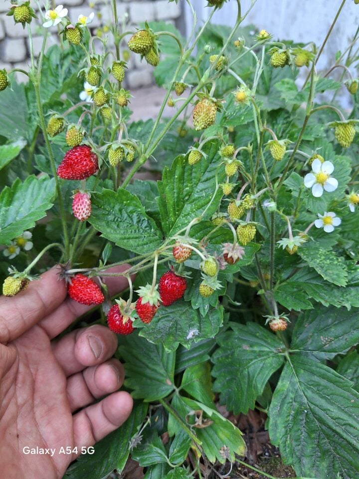 Ortaboy Alp çileği fidesi