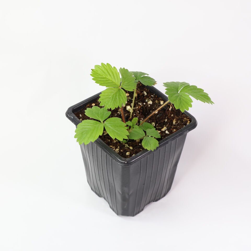 Ortaboy Alp çileği fidesi