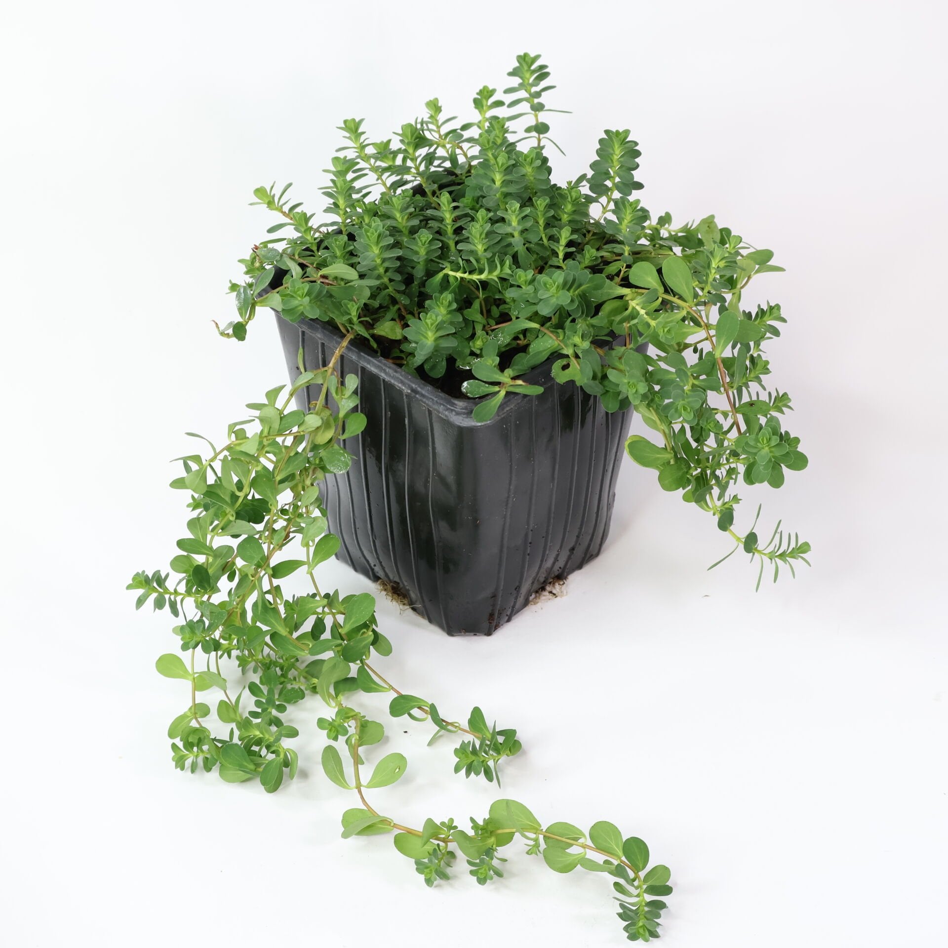 Ortaboy sarı kantaron fidesi