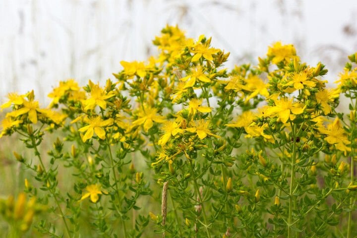 Ortaboy sarı kantaron fidesi