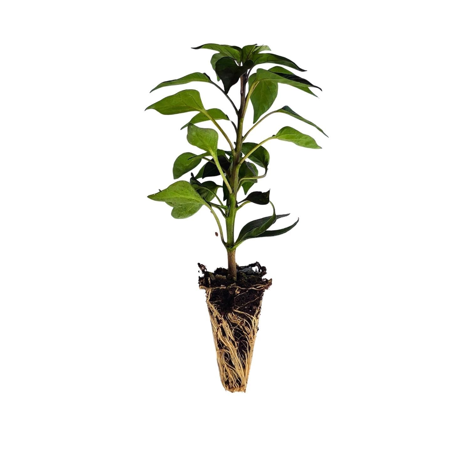 Mor Cin Biber Fidesi