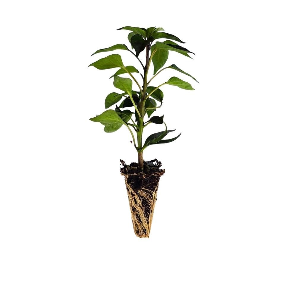 Mor Cin Biber Fidesi