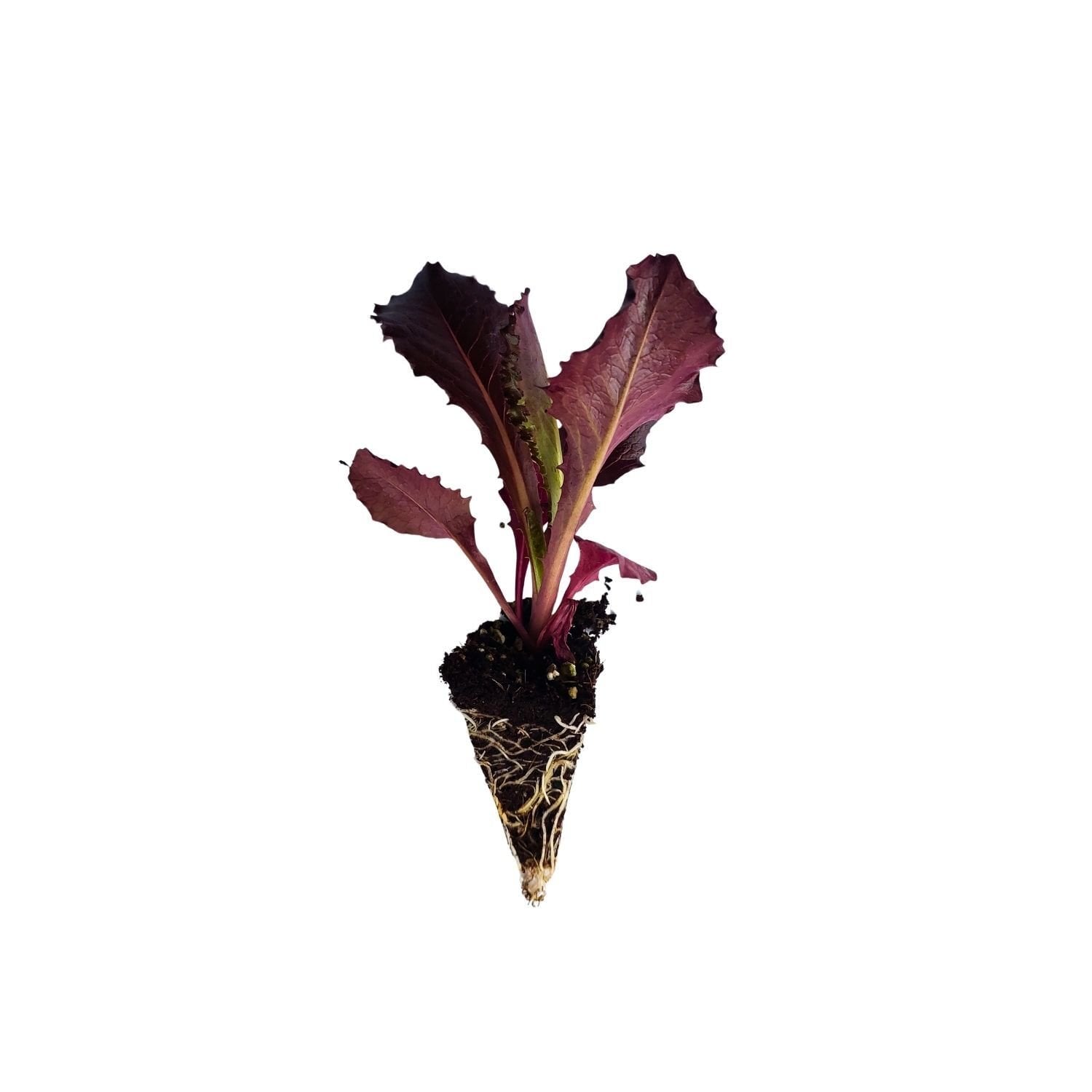 Somon İtalyan Kıvırcık Fidesi