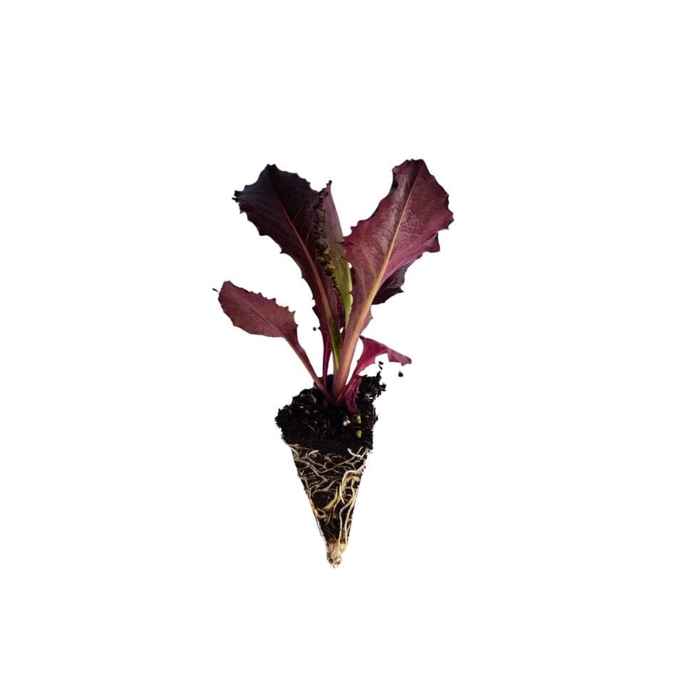 Somon İtalyan Kıvırcık Fidesi