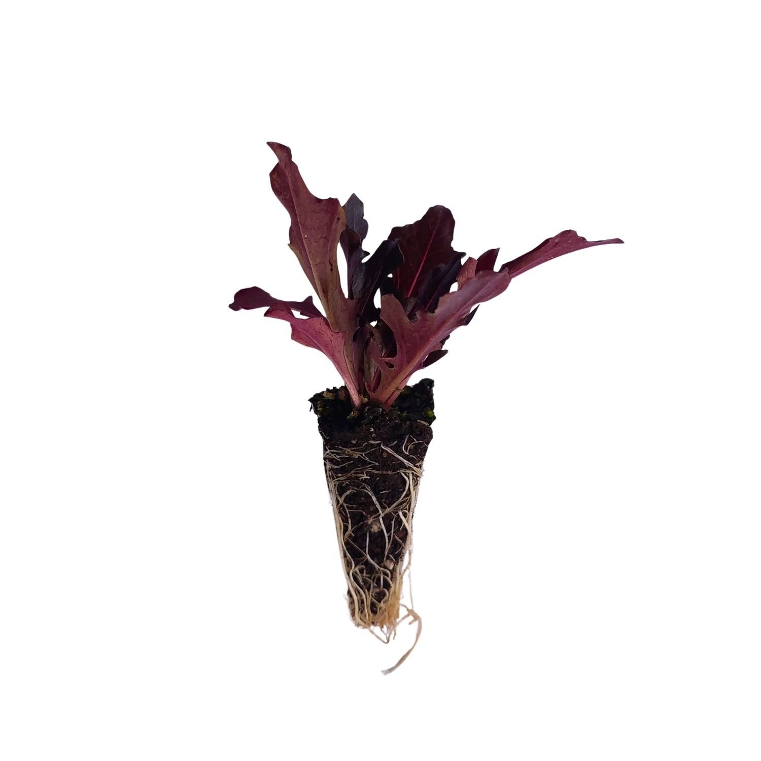 Taç Yaprak Marul Fidesi