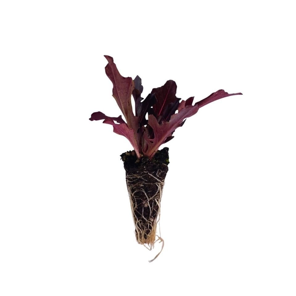 Taç Yaprak Marul Fidesi