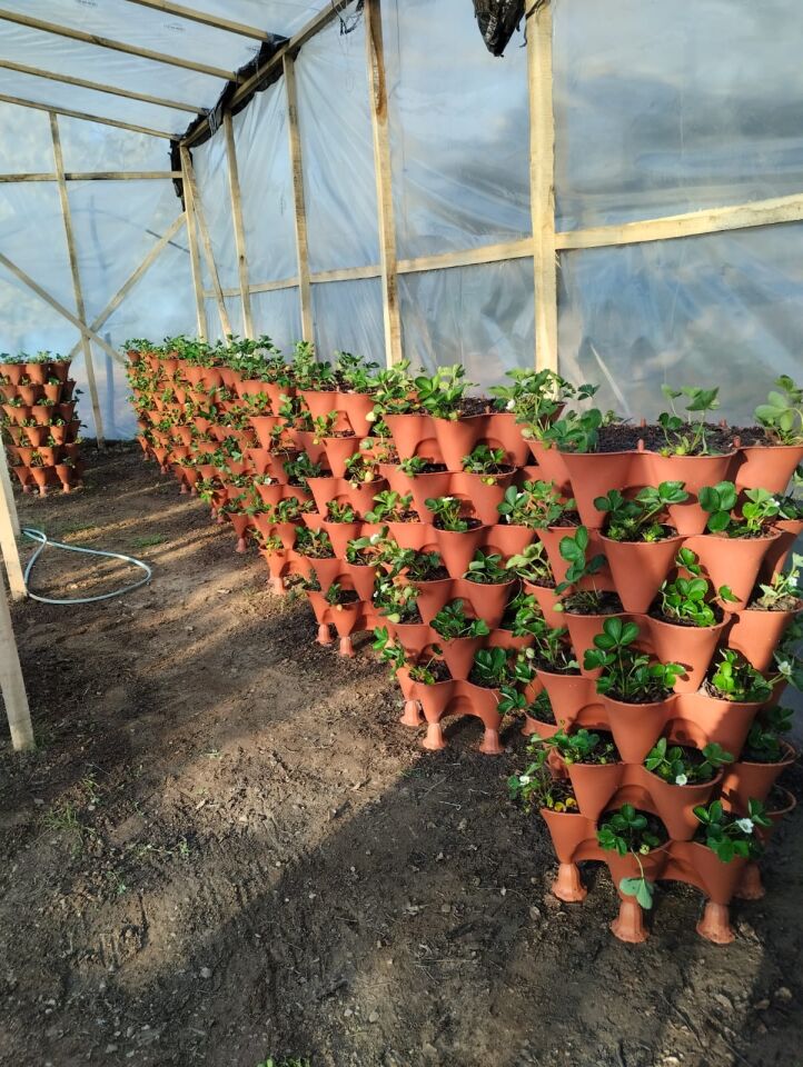 Yediveren Tekerlekli