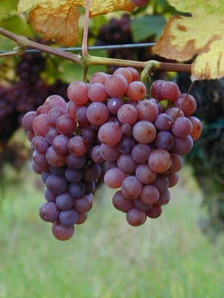 Asma Fidanı PEMBE GEMRE Saksıda