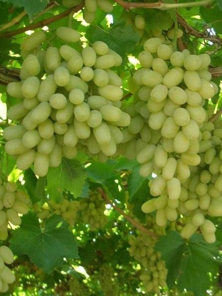 Asma Fidanı RAZAKI Aşılı Saksıda