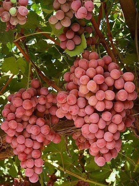 Asma Fidanı Red Globe 20 40 cm Saksıda