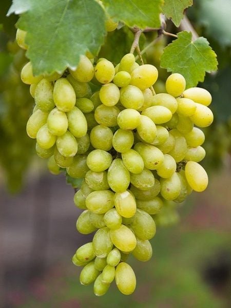 Asma Fidanı YALOVA ÇEKİRDEKSİZİ Saksıda