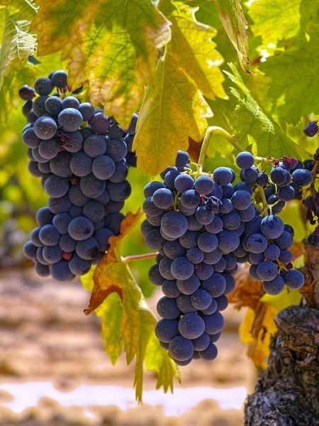 Asma Fidanı ÖKÜZ GÖZÜ