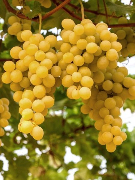 Asma Fidanı İTALYA 20-40 cm