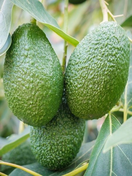 Avokado Fidanı BACON 50 60 cm Saksıda