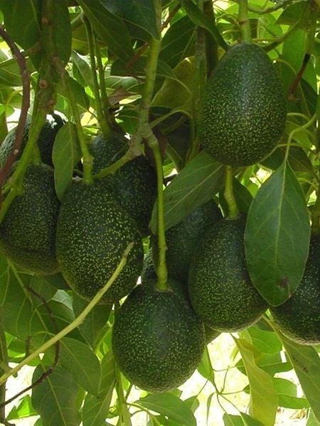 Avokado Fidanı FÜERTE 50 60 cm Saksıda