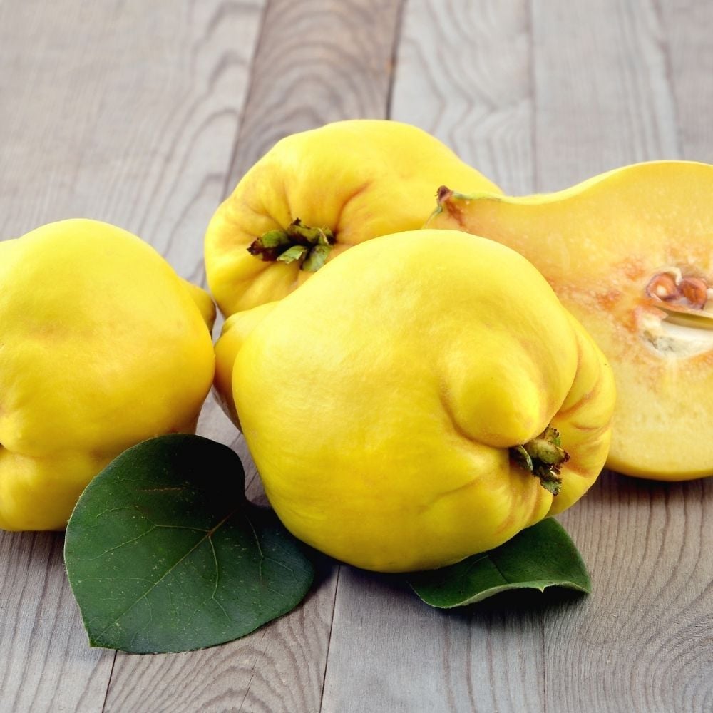 Ayva Fidanı EKMEK 3 Yaş 120 cm Saksıda