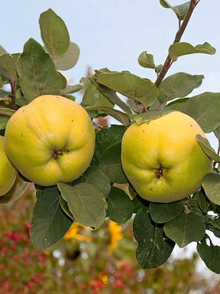 Ayva Fidanı EŞME Saksıda 120 cm