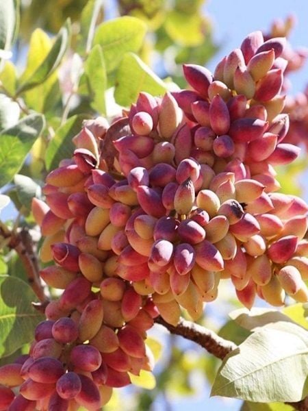 Aşılı Antep Fıstığı Fidanı Saksıda