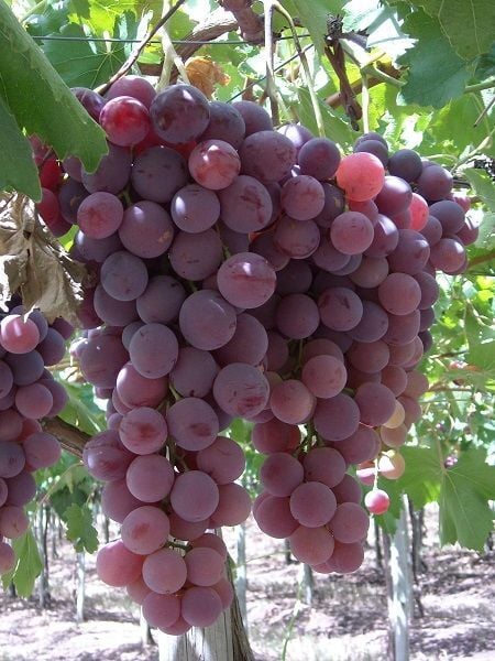 Aşılı Asma Fidanı KARDİNAL