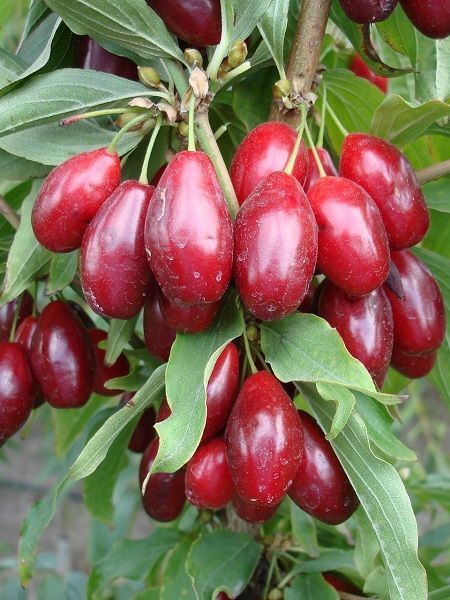 Aşılı Kızılcık Fidanı İngiliz Su Damlası 40 60 cm Saksıda