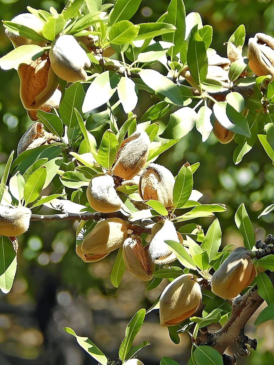 Badem Fidanı NONPARELLE NONPAREİL Saksıda