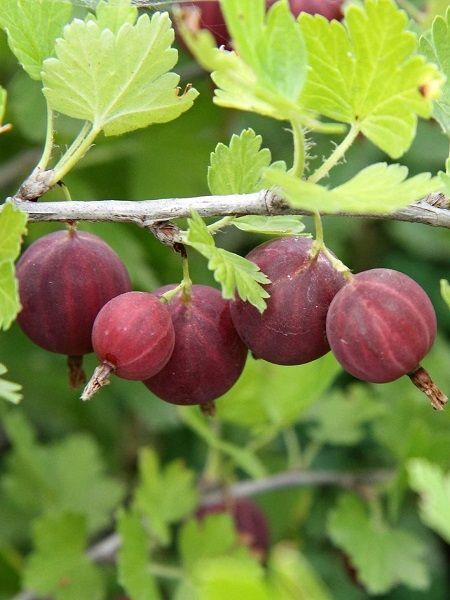 Bektaşi Üzümü Fidanı Kırmızı 60 cm Verime Hazır Saksıda Ribes uva crispa Red Gooseberry