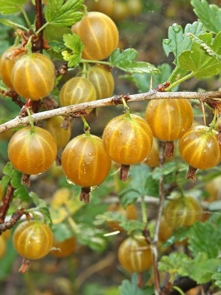 Bektaşi Üzümü Fidanı Sarı Ribes uva crispa Yellow 30 cm Saksıda