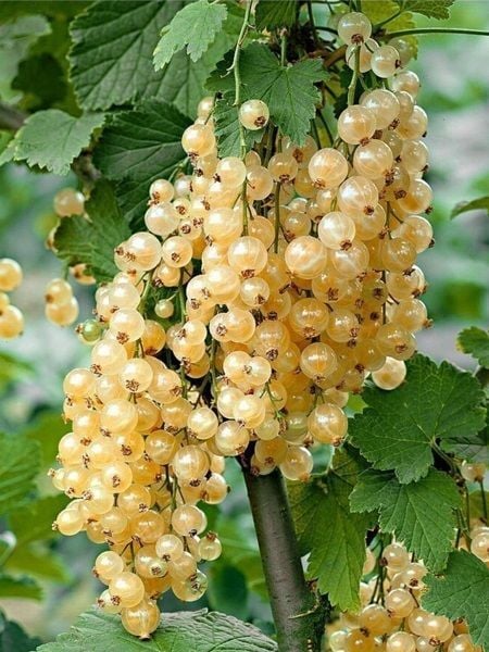 Beyaz Frenk Üzümü Fidanı Ribes rubrum White Pearl 40 60 cm Saksıda