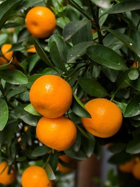 Bodur Mandalina Fidanı Citrus reticulata 60 70 cm Saksıda