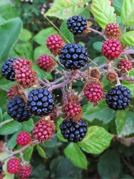 Böğürtlen Fidanı Dido Bodur Yediveren Rubus Ulmifolius 100 120 cm