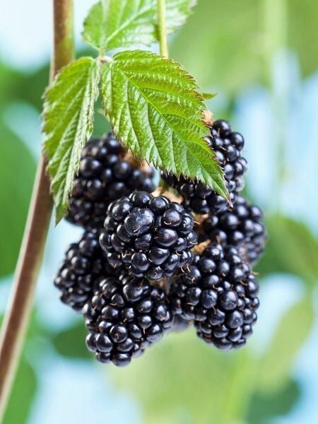 Böğürtlen Fidanı Dikensiz Saksıda Rubus fruticosus