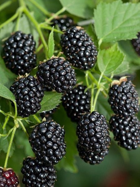Böğürtlen Fidanı Jumbo İri Meyveli Rubus fruticosus Saksıda