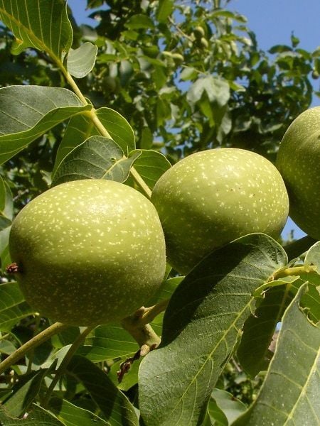 Ceviz Fidanı Bilecik 3 Yaş 120 cm