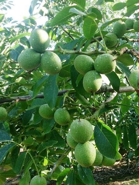 Ceviz Fidanı Chandler Amerikan Cevizi 60 80 cm Saksıda