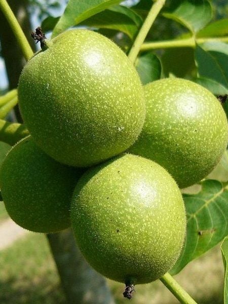 Ceviz Fidanı ŞEBİN 60 cm