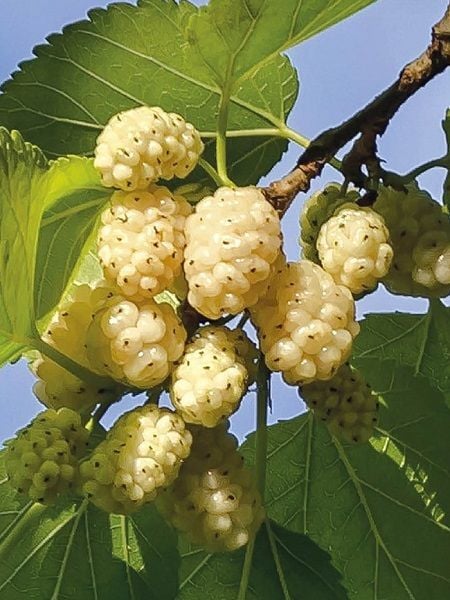 Dut Fidanı Beyaz 120 cm