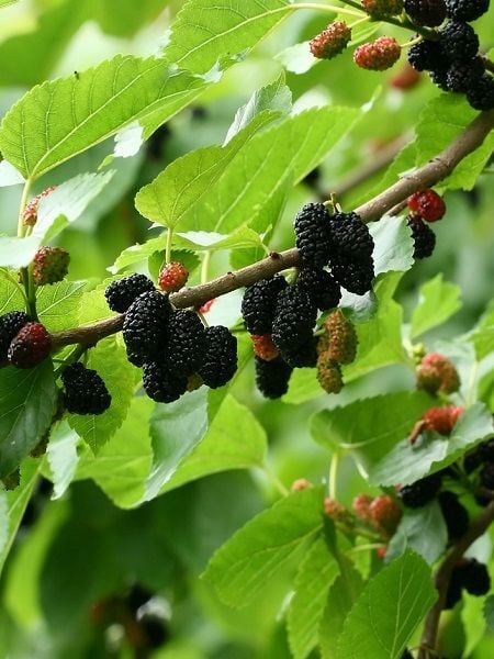 Dut Fidanı Siyah 120 cm