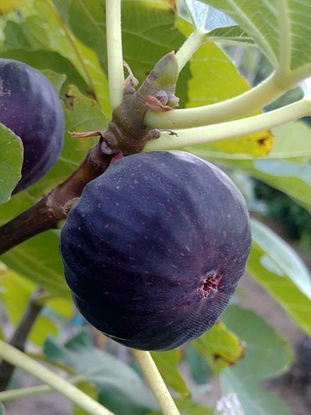 Dürdane İncir Fidanı Siyah Bursa Yediveren 40 60 cm Saksıda