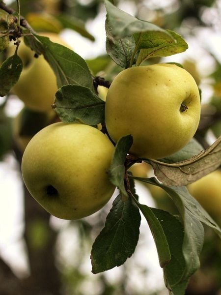 Elma Fidanı GOLDEN CHIEF 120 cm Saksıda