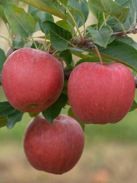 Elma Fidanı Galaxy Gala 120 cm Saksıda