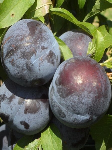 Erik Fidanı ANGELENO 120 cm