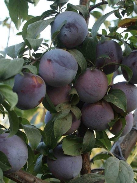 Erik Fidanı Black Amber 120 cm Saksıda