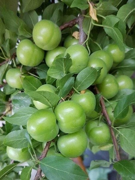 Erik Fidanı CAN ERİĞİ 80 100 cm Saksıda